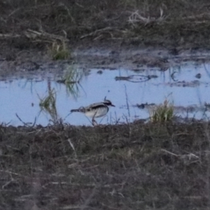 Charadrius melanops at Wollogorang, NSW - 17 Jul 2024 06:47 PM