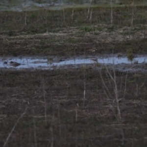 Charadrius melanops at Wollogorang, NSW - 17 Jul 2024