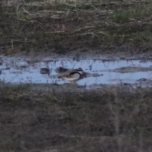 Charadrius melanops at Wollogorang, NSW - 17 Jul 2024