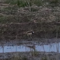 Charadrius melanops at Wollogorang, NSW - 17 Jul 2024 06:47 PM