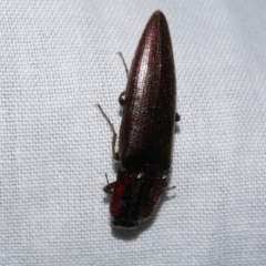 Elateridae sp. (family) at Freshwater Creek, VIC - 21 Oct 2022 by WendyEM