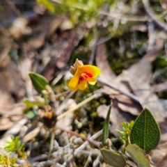 Mirbelia platylobioides (Large-flowered Mirbelia) at Bombay, NSW - 11 Aug 2024 by MatthewFrawley