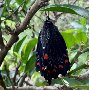 Papilio aegeus at Higgins, ACT - 16 Jan 2024 10:09 AM