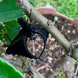 Papilio aegeus at Higgins, ACT - 16 Jan 2024 10:09 AM