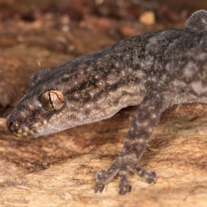 Christinus marmoratus at Fraser, ACT - 11 Aug 2024