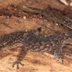 Christinus marmoratus at Fraser, ACT - 11 Aug 2024 06:00 PM