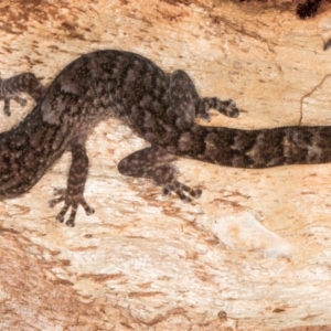 Christinus marmoratus at Fraser, ACT - 11 Aug 2024