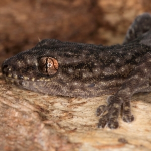 Christinus marmoratus at Fraser, ACT - 11 Aug 2024