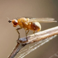 Lauxaniidae (family) (Unidentified lauxaniid fly) at Moruya, NSW - 11 Aug 2024 by LisaH