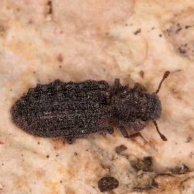 Zopheridae sp. (family) (Zopherid beetle) at Fraser, ACT - 11 Aug 2024 by kasiaaus