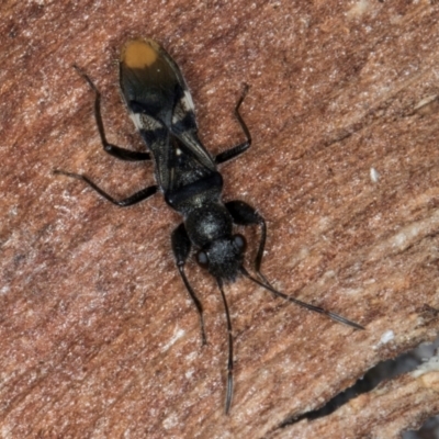 Daerlac apicalis (A seed bug) at Fraser, ACT - 11 Aug 2024 by kasiaaus