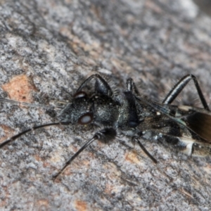 Daerlac apicalis at Fraser, ACT - 11 Aug 2024