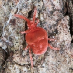 Trombidiidae (family) at Fraser, ACT - 11 Aug 2024