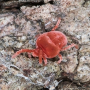 Trombidiidae (family) at Fraser, ACT - 11 Aug 2024