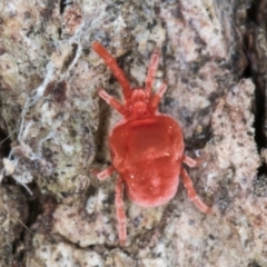 Trombidiidae (family) at Fraser, ACT - 11 Aug 2024