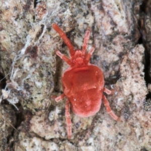 Trombidiidae (family) at Fraser, ACT - 11 Aug 2024