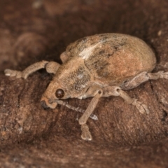 Gonipterus scutellatus (Eucalyptus snout beetle, gum tree weevil) at Fraser, ACT - 11 Aug 2024 by kasiaaus