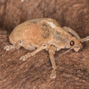 Gonipterus scutellatus at Fraser, ACT - 11 Aug 2024 06:28 PM