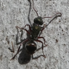 Polyrhachis hookeri (Spiny ant) at Bruce, ACT - 11 Aug 2024 by HarveyPerkins