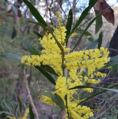 Acacia longifolia (Sydney Golden Wattle) at Penrose, NSW - 9 Aug 2024 by Aussiegall