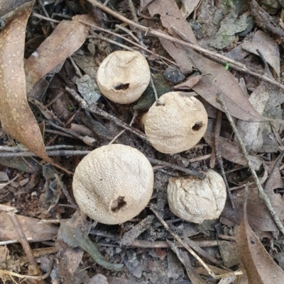 Lycoperdon sp. at Penrose, NSW - 11 Aug 2024 by Aussiegall