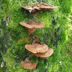 Unidentified Shelf-like to hoof-like & usually on wood by Aussiegall