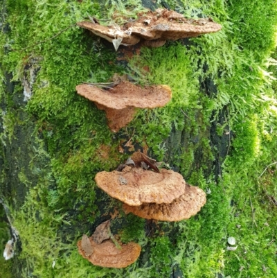 Unidentified Shelf-like to hoof-like & usually on wood by Aussiegall