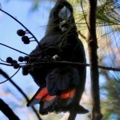 Calyptorhynchus lathami lathami (Glossy Black-Cockatoo) at Moruya, NSW - 11 Aug 2024 by LisaH