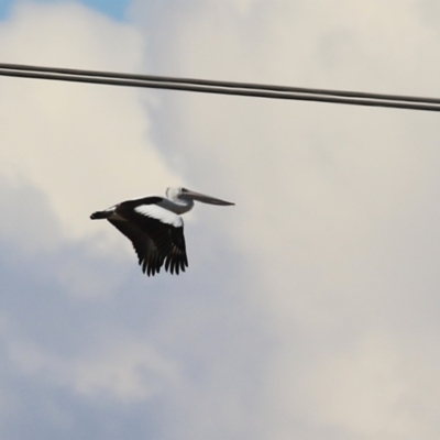 Pelecanus conspicillatus (Australian Pelican) at Symonston, ACT - 11 Aug 2024 by RodDeb