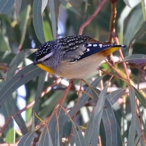 Pardalotus punctatus at Symonston, ACT - 11 Aug 2024