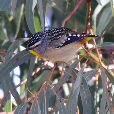 Pardalotus punctatus (Spotted Pardalote) at Symonston, ACT - 11 Aug 2024 by RodDeb