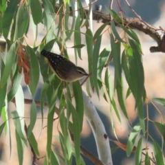 Pardalotus punctatus at Symonston, ACT - 11 Aug 2024