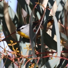 Pardalotus punctatus at Symonston, ACT - 11 Aug 2024