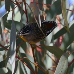 Pardalotus punctatus at Symonston, ACT - 11 Aug 2024