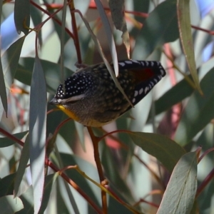 Pardalotus punctatus at Symonston, ACT - 11 Aug 2024