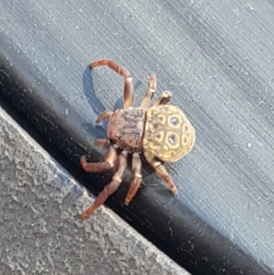 Cymbacha ocellata (Crab spider) at Bungendore, NSW - 11 Aug 2024 by RomanSoroka