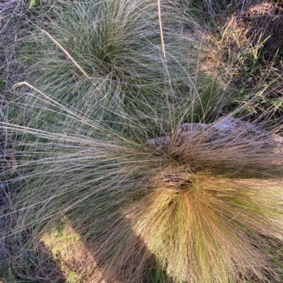 Nassella trichotoma (Serrated Tussock) at Watson, ACT - 11 Aug 2024 by waltraud