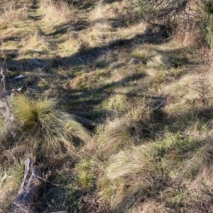 Nassella trichotoma at Watson, ACT - 11 Aug 2024