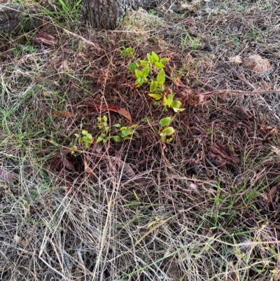 Asparagus asparagoides (Bridal Creeper, Florist's Smilax) at Watson, ACT - 11 Aug 2024 by waltraud