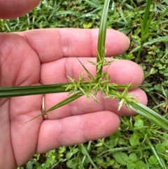 Cyperus sphacelatus (Roadside Flatsedge) at Bramston Beach, QLD - 12 Aug 2024 by lbradley