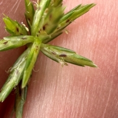 Cyperus sphacelatus at Bramston Beach, QLD - 12 Aug 2024 10:23 AM