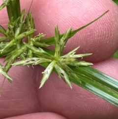 Cyperus sphacelatus at Bramston Beach, QLD - 12 Aug 2024 10:23 AM