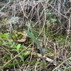 Caladenia actensis (Canberra Spider Orchid) at Hackett, ACT - 12 Aug 2024 by RangerRiley