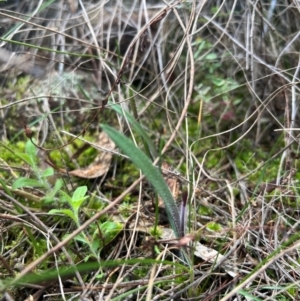 Caladenia actensis at suppressed - 12 Aug 2024