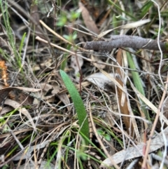 Caladenia actensis (Canberra Spider Orchid) at Hackett, ACT - 12 Aug 2024 by RangerRiley