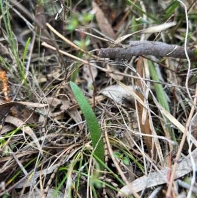 Caladenia actensis (Canberra Spider Orchid) at Hackett, ACT - 12 Aug 2024 by RangerRiley