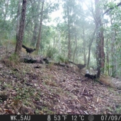 Menura novaehollandiae (Superb Lyrebird) at Pappinbarra, NSW - 9 Jul 2024 by jonvanbeest