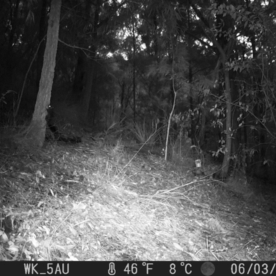 Phascogale tapoatafa (Brush-tailed Phascogale) at Pappinbarra, NSW - 3 Jun 2024 by jonvanbeest