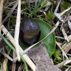 Corysanthes incurva (Slaty Helmet Orchid) at Bruce, ACT by NedJohnston