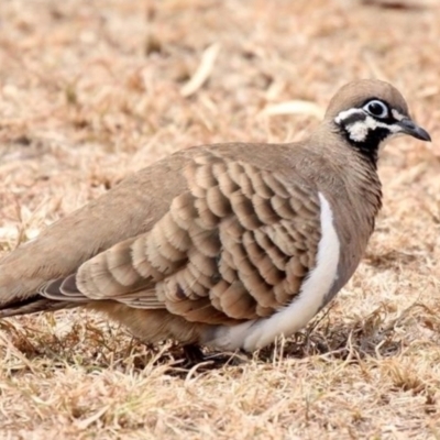 Geophaps scripta scripta (Southern Squatter Pigeon) at Carnarvon Park, QLD - 1 Jul 2023 by MichaelBedingfield